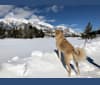Photo of Bentley, an Anatolian Shepherd Dog, Great Pyrenees, and Australian Shepherd mix in Broomfield, Colorado, USA