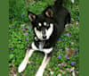 Bindi, a Siberian Husky and Border Collie mix tested with EmbarkVet.com