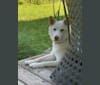 Seah Sudoku, a Japanese or Korean Village Dog and Jindo mix tested with EmbarkVet.com