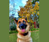 Aleu, a German Shepherd Dog and Siberian Husky mix tested with EmbarkVet.com