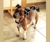 Romeo, a Taco Terrier tested with EmbarkVet.com