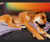 Xena, a Labrador Retriever and Rottweiler mix tested with EmbarkVet.com
