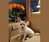 Hannah Joy, a Chihuahua and Papillon mix tested with EmbarkVet.com