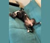 Aurora, an American Pit Bull Terrier and Labrador Retriever mix tested with EmbarkVet.com