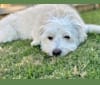Moby, a Coton de Tulear and Poodle (Small) mix tested with EmbarkVet.com