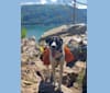Mia, a Labrador Retriever and Great Pyrenees mix tested with EmbarkVet.com