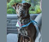 Persephone-Luna Armstrong (Perci), an American Pit Bull Terrier and Chow Chow mix tested with EmbarkVet.com