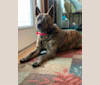 Kenai, an American Pit Bull Terrier and Chow Chow mix tested with EmbarkVet.com