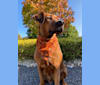 Grace, a Great Dane and Staffordshire Terrier mix tested with EmbarkVet.com