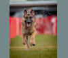Archer, a German Shepherd Dog tested with EmbarkVet.com
