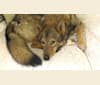 "Kyoshi"      Alba Endomin, a Siberian Husky and German Shepherd Dog mix tested with EmbarkVet.com