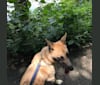 Echo, a German Shepherd Dog and Alaskan Malamute mix tested with EmbarkVet.com