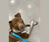 Photo of Odii, an American Pit Bull Terrier and Great Pyrenees mix in Oklahoma City, Oklahoma, USA