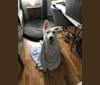 Lawine, a German Shepherd Dog tested with EmbarkVet.com