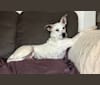 Kusi, a Boxer and German Shepherd Dog mix tested with EmbarkVet.com