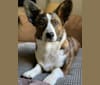 Photo of WindDancer Dragonfly Fly You Fools! “Harlow“, a Cardigan Welsh Corgi  in Maine, USA