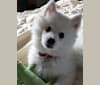 Loki, a Pomeranian and American Eskimo Dog mix tested with EmbarkVet.com
