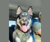 Hazel Mae Frizzell, a Siberian Husky and German Shepherd Dog mix tested with EmbarkVet.com
