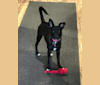 Phoebe, a Pug and Chihuahua mix tested with EmbarkVet.com