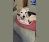 Riley, a Beagle and Labrador Retriever mix tested with EmbarkVet.com