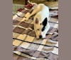 Luke Skywalker, an Australian Cattle Dog and Rat Terrier mix tested with EmbarkVet.com