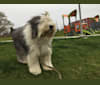Winston, an Old English Sheepdog tested with EmbarkVet.com
