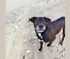 Photo of Moose, an American Pit Bull Terrier, Labrador Retriever, Siberian Husky, and Mixed mix in Oklahoma, USA