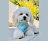 Hank, a Poodle (Small) and Maltese mix tested with EmbarkVet.com
