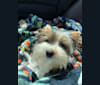 Bailey, a Biewer Terrier tested with EmbarkVet.com