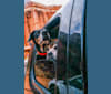 Photo of Talon, a Labrador Retriever and Treeing Walker Coonhound mix in Louisville, Kentucky, USA