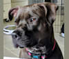 Sophia, an American Bully and Boxer mix tested with EmbarkVet.com