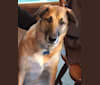 Bruno, a Shetland Sheepdog and Labrador Retriever mix tested with EmbarkVet.com