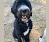 George, a Bernedoodle tested with EmbarkVet.com