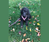 Miley, a German Shorthaired Pointer and Poodle (Standard) mix tested with EmbarkVet.com