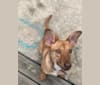Cleo, a German Shepherd Dog and Labrador Retriever mix tested with EmbarkVet.com