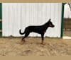 Ragar, a Beauceron tested with EmbarkVet.com