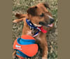 Rulli, an Australian Cattle Dog and Boxer mix tested with EmbarkVet.com