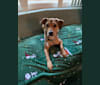 Photo of Pretzel, a Beagle and Golden Retriever mix in Louisiana, USA