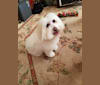 Snowy, a Poodle (Small) and Chihuahua mix tested with EmbarkVet.com
