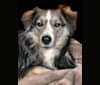 Denver, a Shetland Sheepdog and Siberian Husky mix tested with EmbarkVet.com