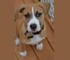 Atlas, a Staffordshire Terrier and Labrador Retriever mix tested with EmbarkVet.com