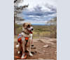 Amos, a Great Pyrenees and German Shepherd Dog mix tested with EmbarkVet.com