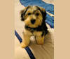 Diesel, a Yorkshire Terrier and Bichon Frise mix tested with EmbarkVet.com