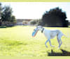 Photo of Jack, a Whippet  in Richburg, South Carolina, USA