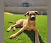 Koda-cola, an Armenian Gampr and German Shepherd Dog mix tested with EmbarkVet.com