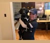 Harley Muggins, a Labrador Retriever and Australian Cattle Dog mix tested with EmbarkVet.com