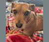 Redmond, a Yorkshire Terrier and Dachshund mix tested with EmbarkVet.com