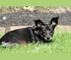 Lily, a Rat Terrier and Labrador Retriever mix tested with EmbarkVet.com