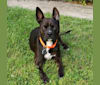 Photo of RADAR, a Boston Terrier, American Pit Bull Terrier, and Boxer mix in Kentucky, USA