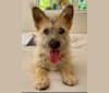 Bodhi, a Japanese or Korean Village Dog and Pembroke Welsh Corgi mix tested with EmbarkVet.com